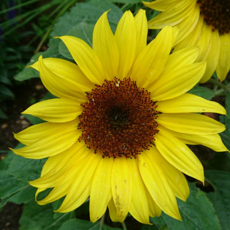 Helianthus annuus 'Munchkin', Sunflower 'Munchkin' - uploaded by @greeny909