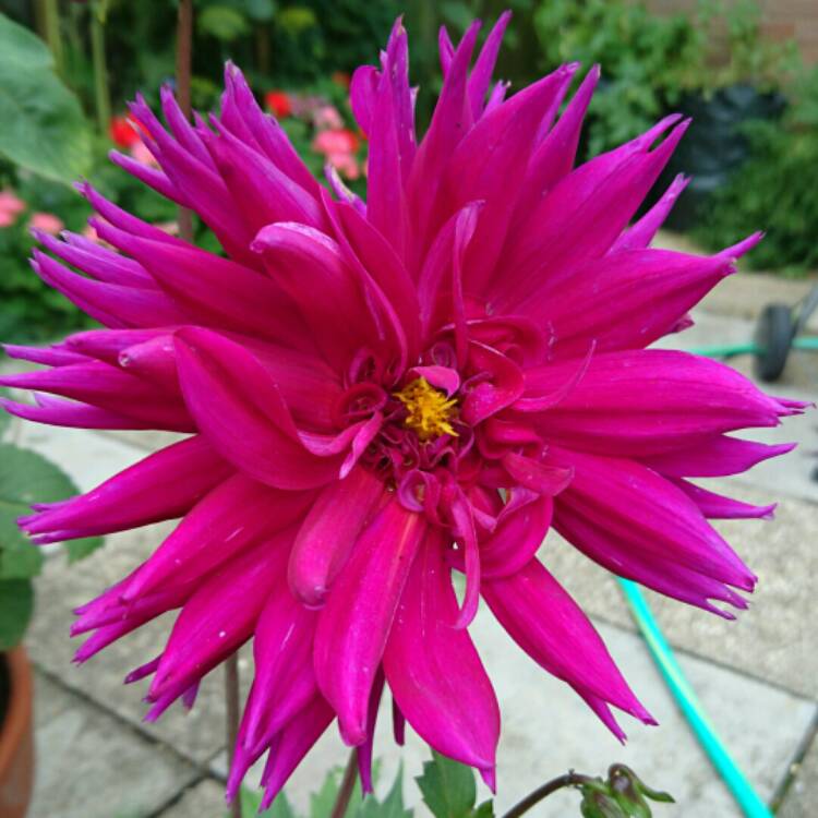 plant image 193704