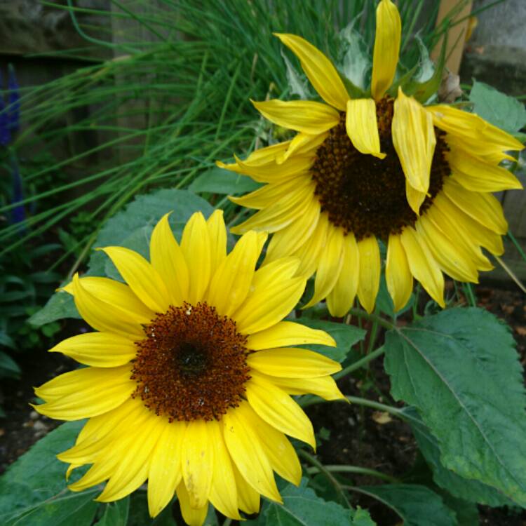 plant image 193705