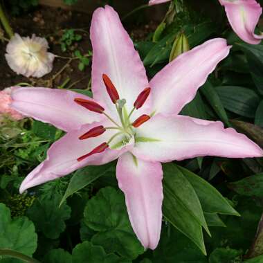 Lily 'Brasilia' (Oriental)