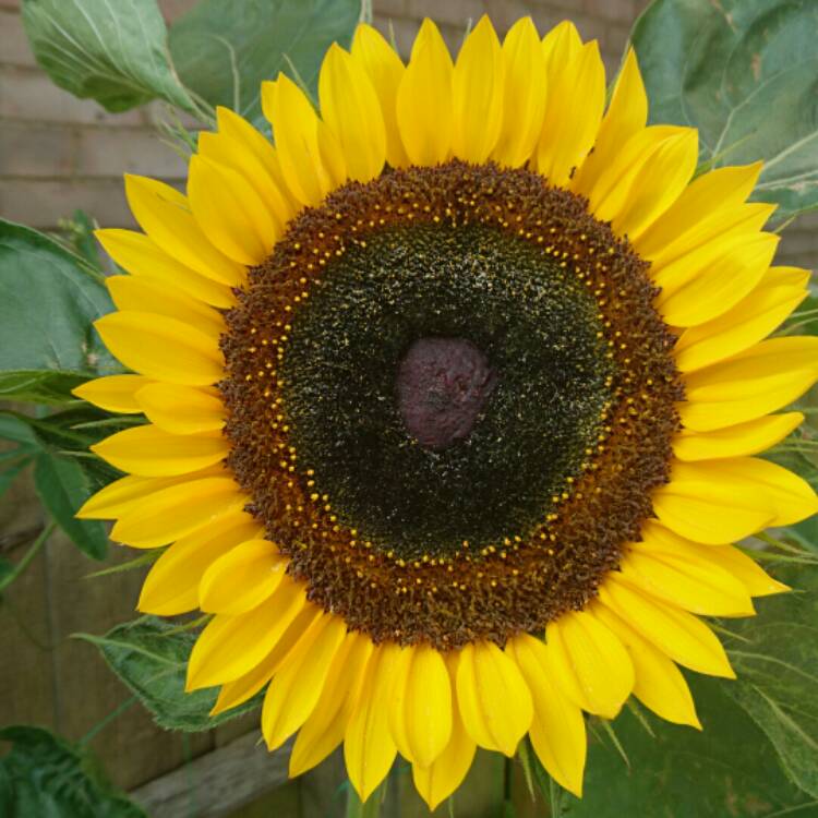 plant image 210405