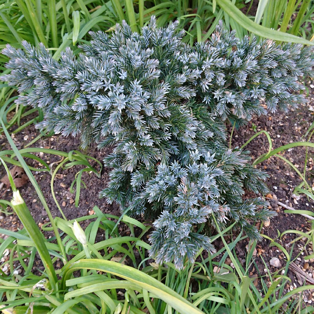 plant image 41076 plant image 41076