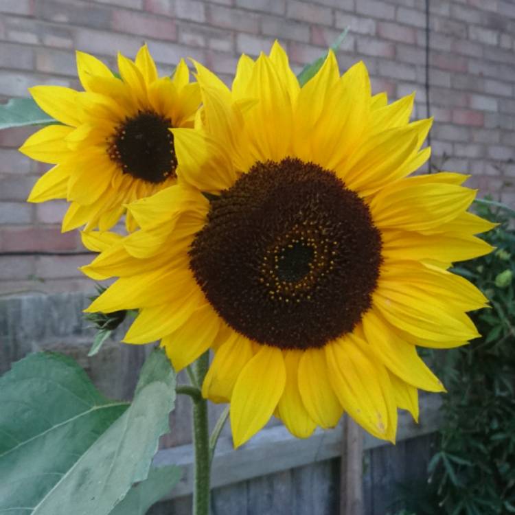 plant image 554814
