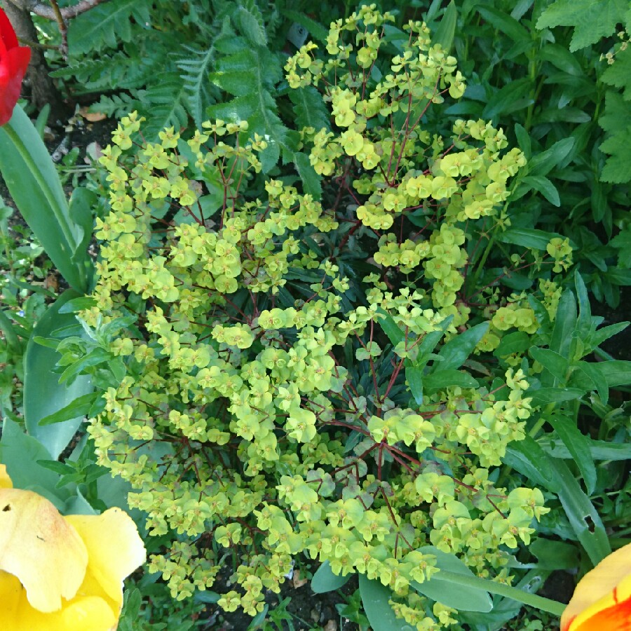 Plant image Euphorbia cyparissias 'Fen's Ruby'