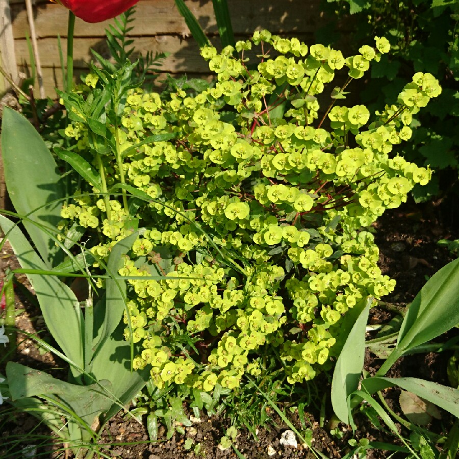 plant image 71574 plant image 71574