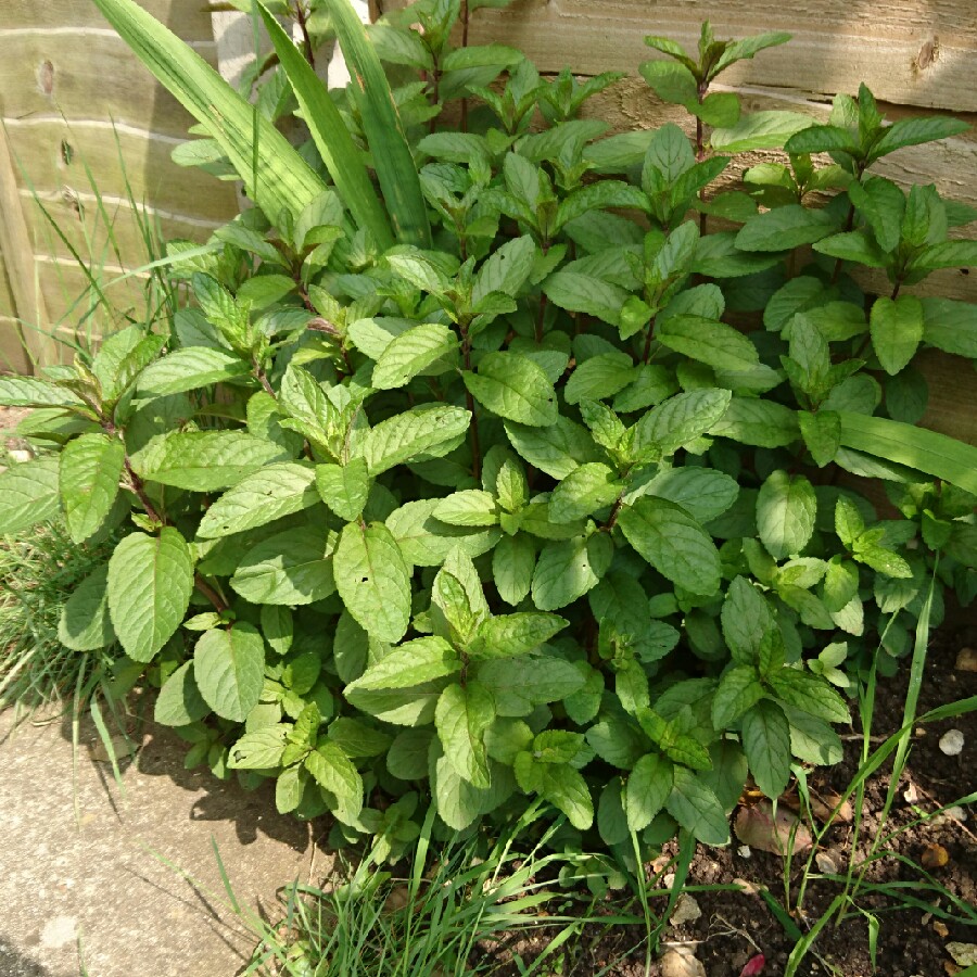 Plant image Mentha x piperita 'Black Peppermint'