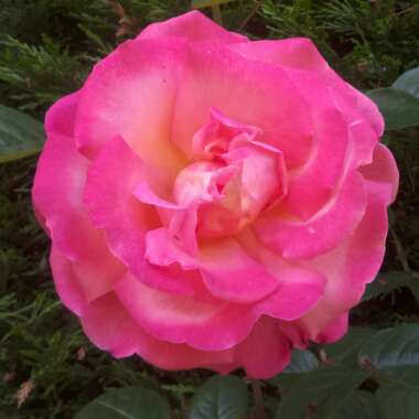 Russell's garden