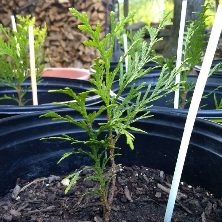 plant image 533207