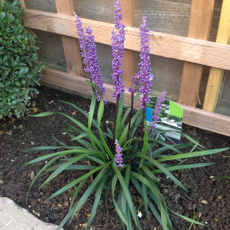 Plant image Liriope muscari 'Moneymaker'