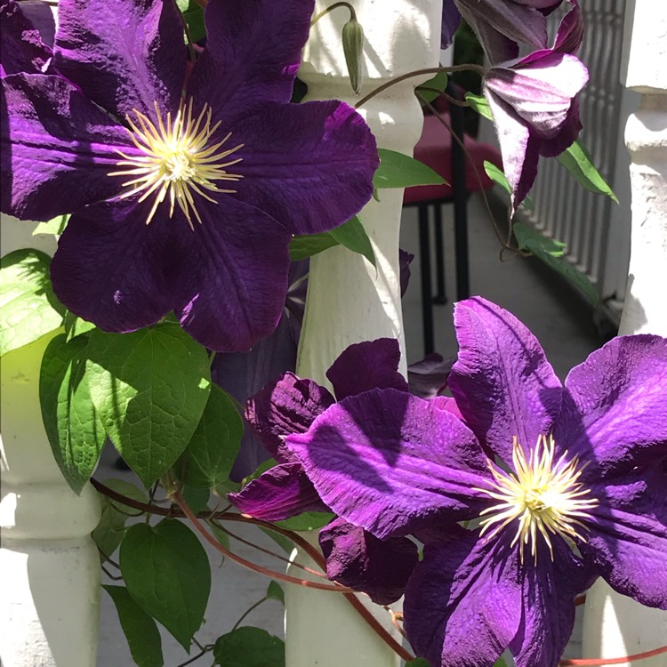 plant image 1074911