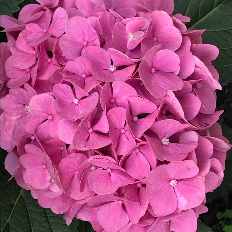 plant image 815545