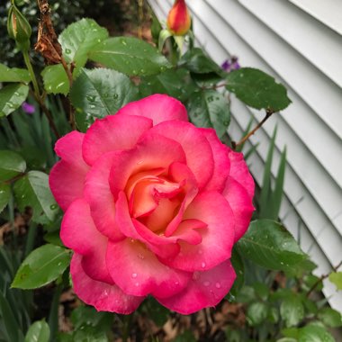 Rosa (Hybrid Tea)