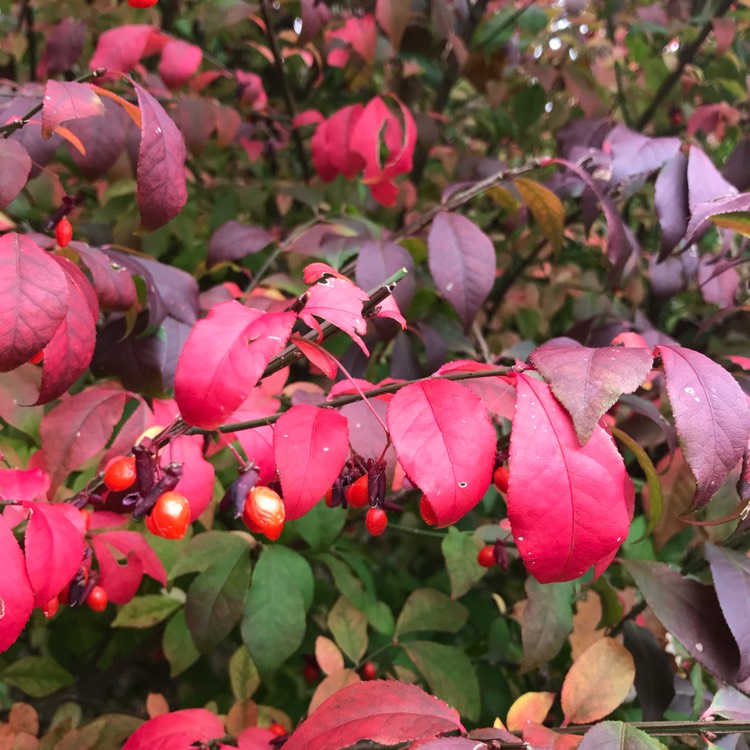 Plant image Euonymus alatus