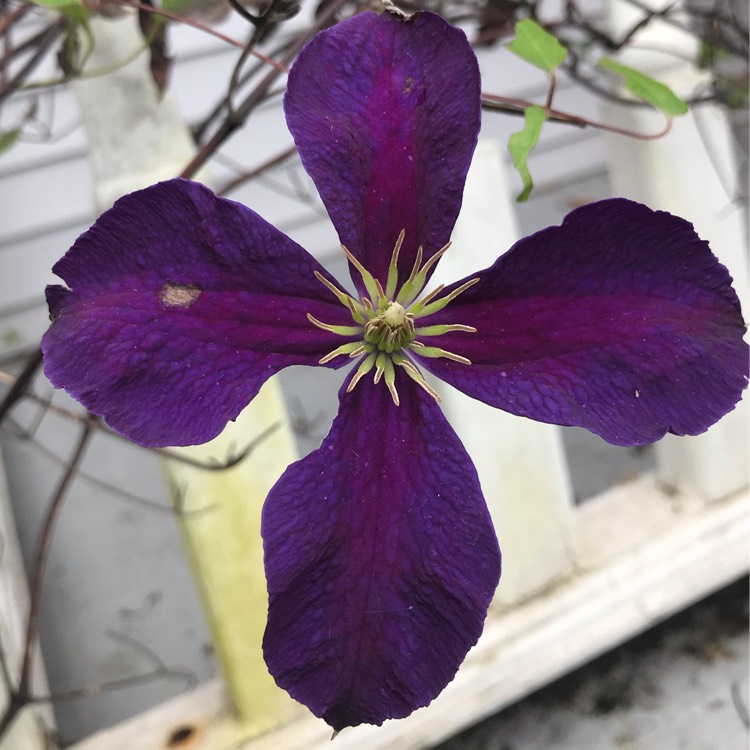 plant image 885996