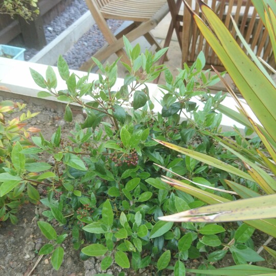 Geoff's garden