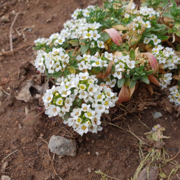 plant image 872140