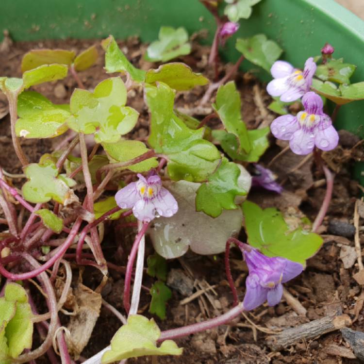 plant image 872152 plant image 872152