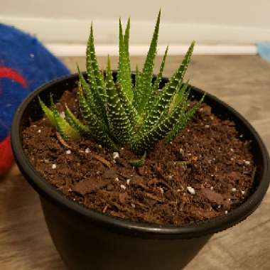 Haworthia Fasciata 'Big Band'