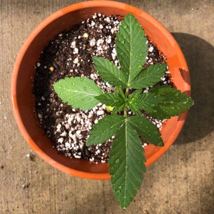 plant image 1406912
