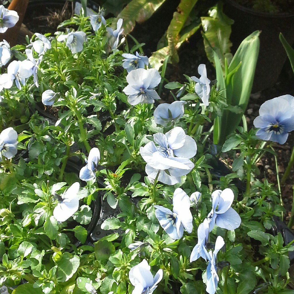plant image 50325