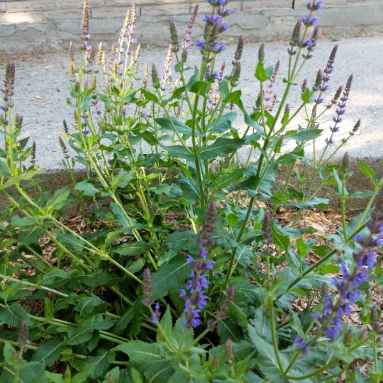Plant image Salvia x sylvestris 'Blaukonigin' syn. Salvia 'Blue Queen'