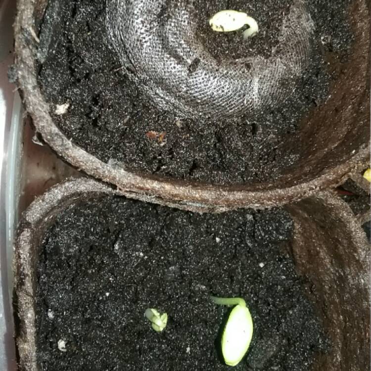 plant image 319903
