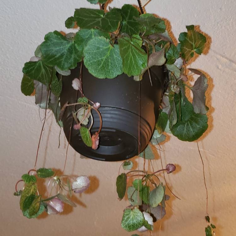 plant image 1149630