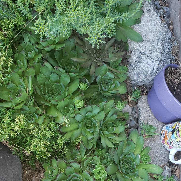 plant image 1149661