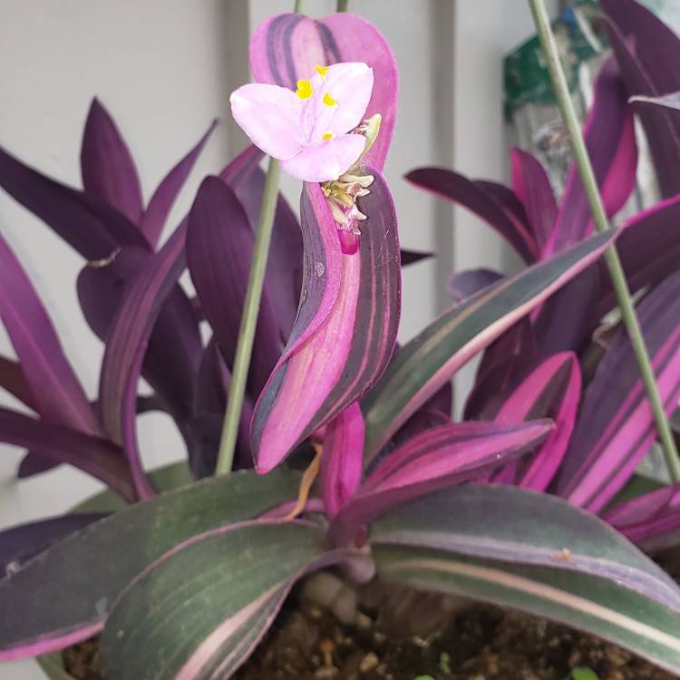 Plant image Tradescantia pallida 'Pink Stripe'