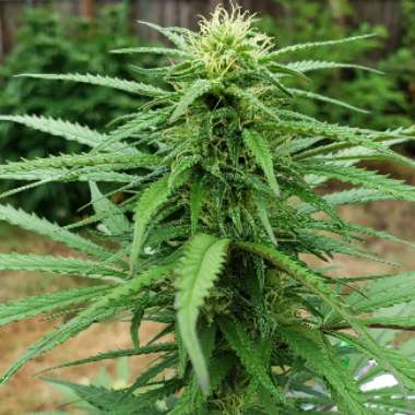 Cannabis sativa