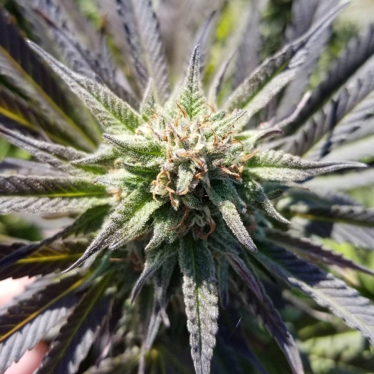 plant image 1170420