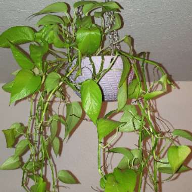 Epipremnum aureum 'Neon'