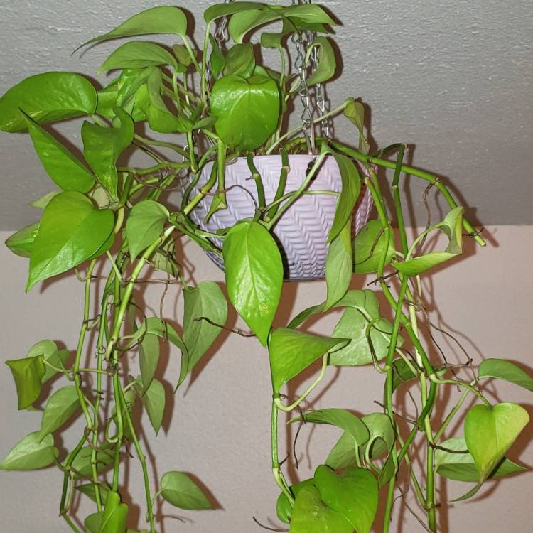 plant image 1186891
