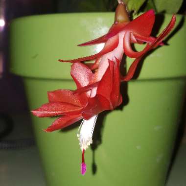 Schlumbergera truncata