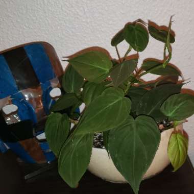 Philodendron micans