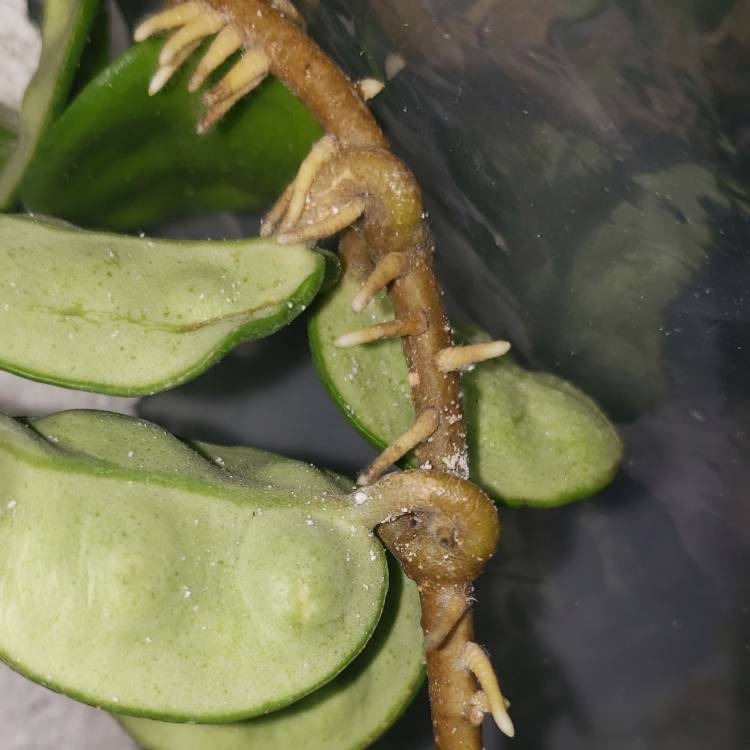 Plant image Hoya Carnosa 'Krinkle 8'