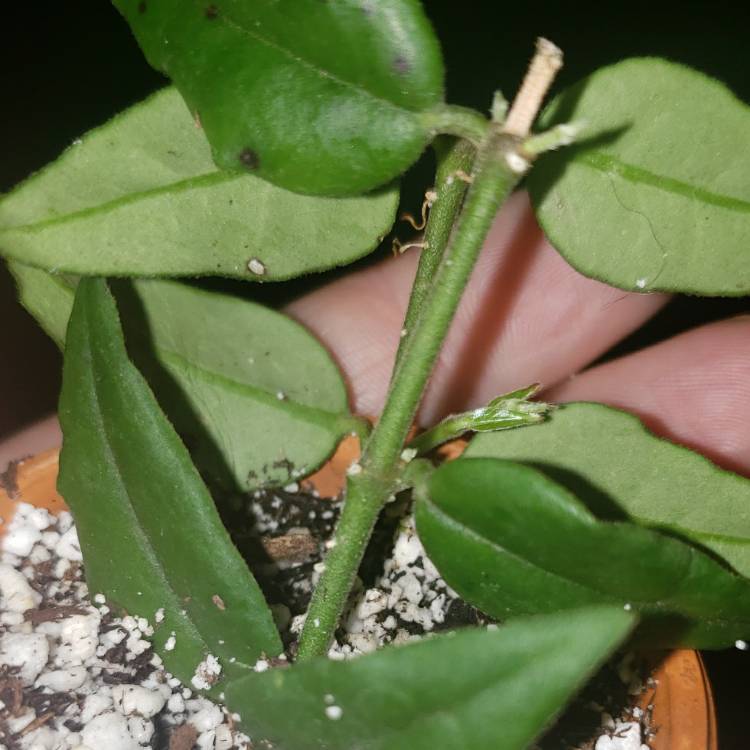 plant image 1241741