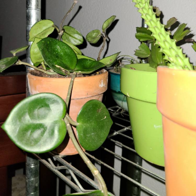 Plant image Hoya Carnosa 'Chelsea'