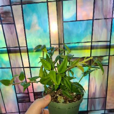 Minature Waxplant
