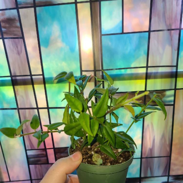 plant image 1294996