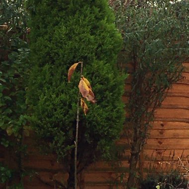 Natalie's garden