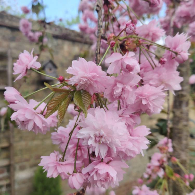 Plant image Prunus Serrulata 'Kiku-Shidare Zakura'