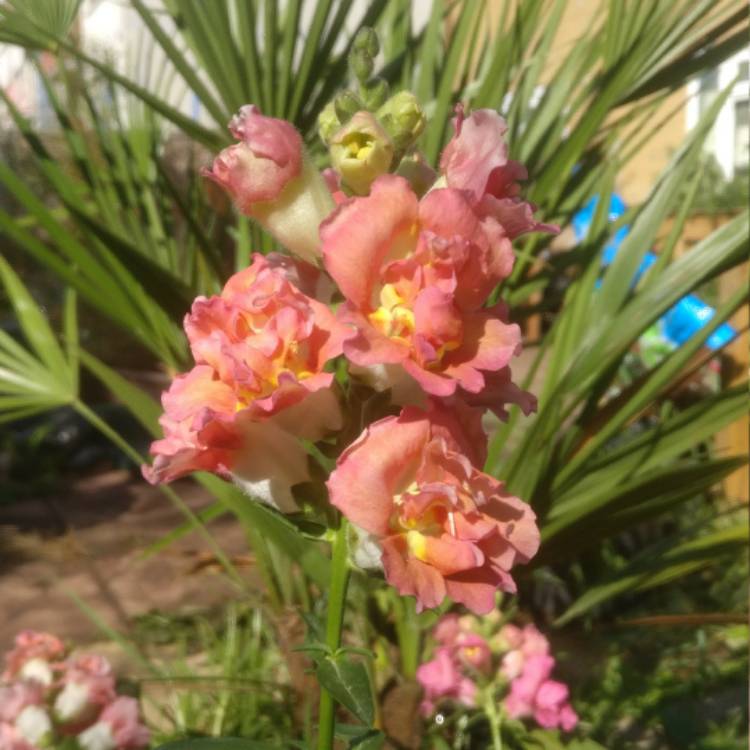 plant image 535231