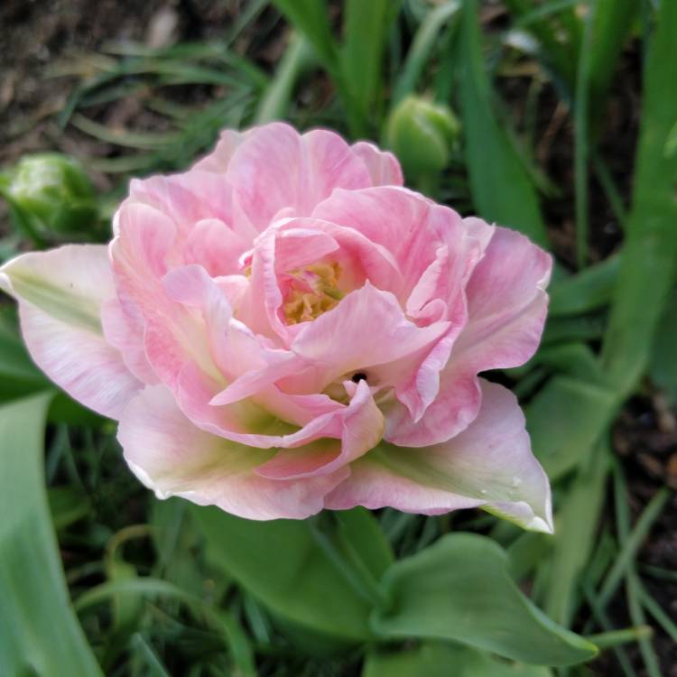 plant image 671448