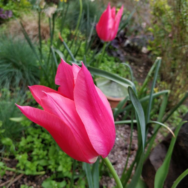 plant image 680337