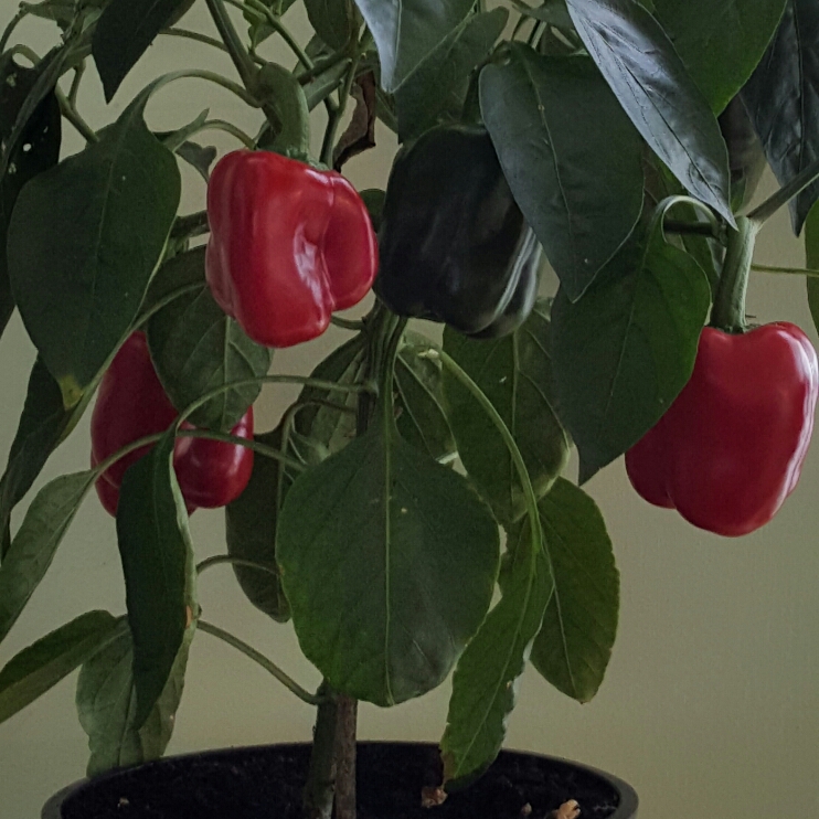 Plant image Capsicum 'Sandpiper'