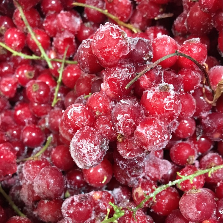 plant image 286250