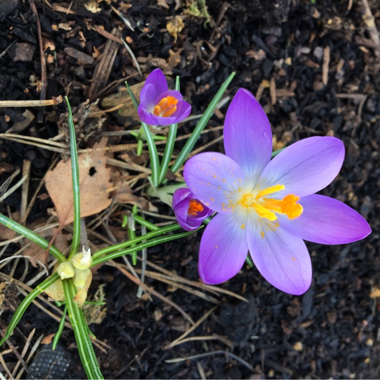 plant image 309327