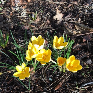 Crocus minimus 'Spring Beauty'