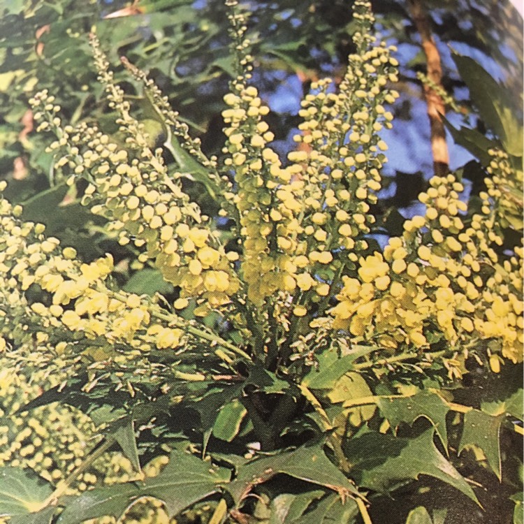 Plant image Mahonia x media 'Winter Sun' syn.Mahonia x wagneri 'Winter Sun'